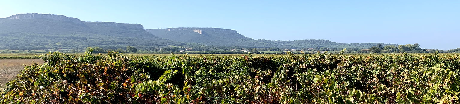 [on flat land grapevines turning red with a low cliff and blue sky in background near Avignon France in southern rhone] cotes du rhone, côtes du rhône, cotes du rhone appellation, cotes du rhone AOC, cotes du rhone villages, cote du rhone, cotes du rhone wine, rhone valley wine, rhone wine, Chusclan