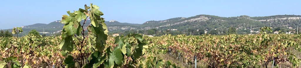[a vineyard with leaves turning red with hills in background] Rhone valley, rhône valley wine, Rhone River, cote du rhone, Rhone River map, cotes du rhone wine, Rhone Valley wine, Chusclan
