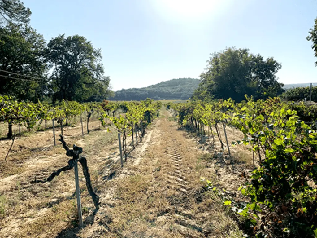 [brown dirt row between grape vines] terroir meaning, what is terroir, wine terroir