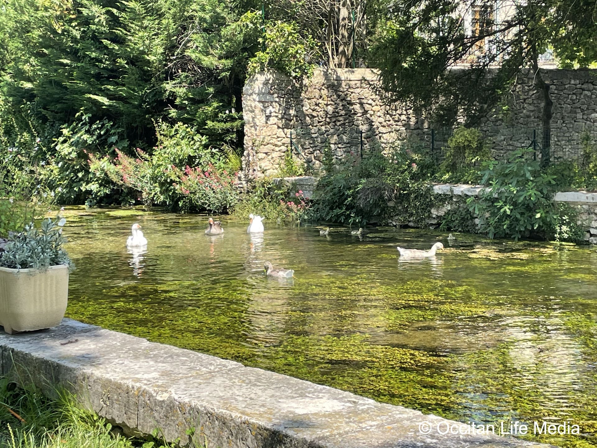 Three white swans and some ducks enjoy the green waters of the canals in Godargues, France