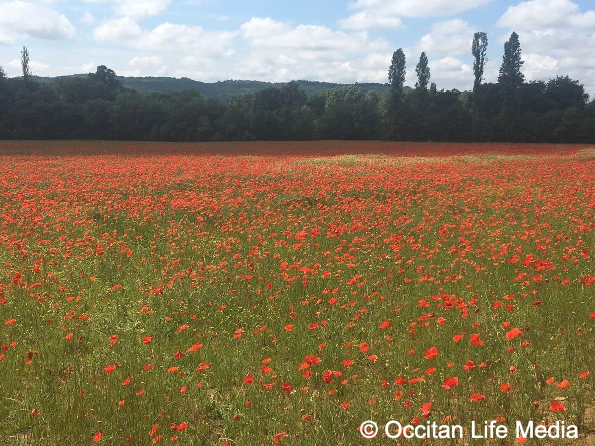a field of red poppies or coquelicots near a charming village south of france