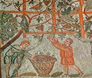 a tile mosaic from Roman period depicting two people picking grapes.
