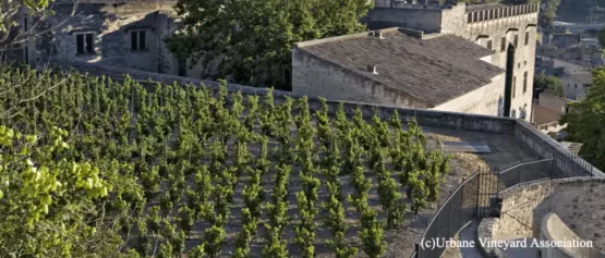 [rows of green grapevines growing on a city trrace] close de la vigne palais des papes, winery in avignon, winery near avignon